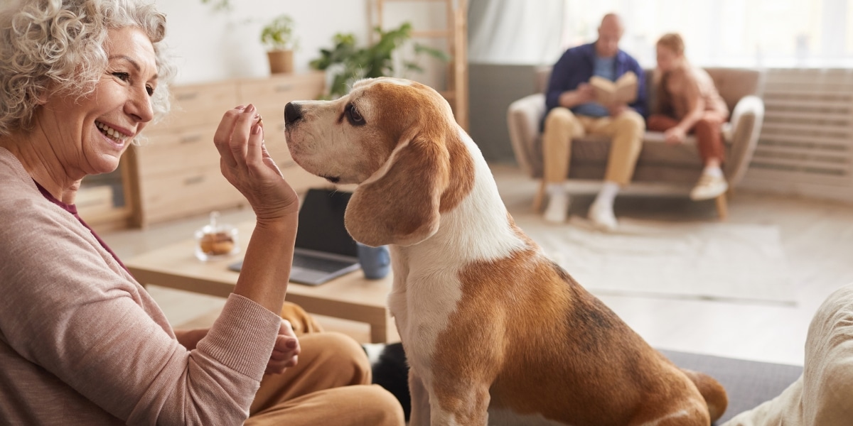 Conseils pour trouver le chien idéal pour les personnes âgées : découvrez notre sélection de top 3 races