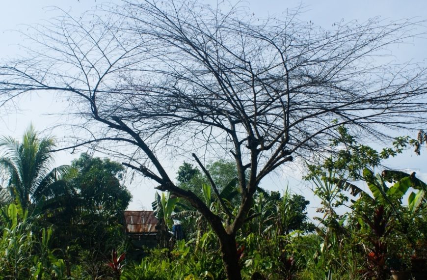 Comprendre le dépérissement du cerisier : les raisons sous-jacentes de la mort prématurée des arbres fruitiers dans votre jardin