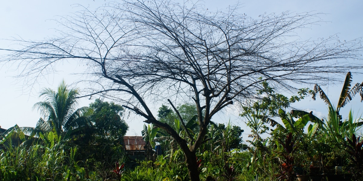 Comprendre le dépérissement du cerisier : les raisons sous-jacentes de la mort prématurée des arbres fruitiers dans votre jardin