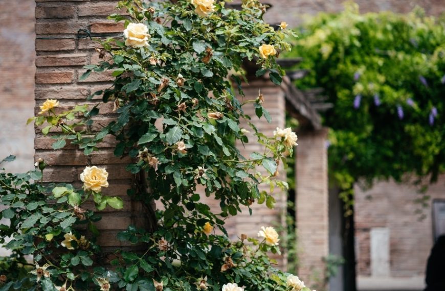 Wall-climbing flowers: discover 4 fast-growing climbing plants and our advice on how to plant and care for them effectively.