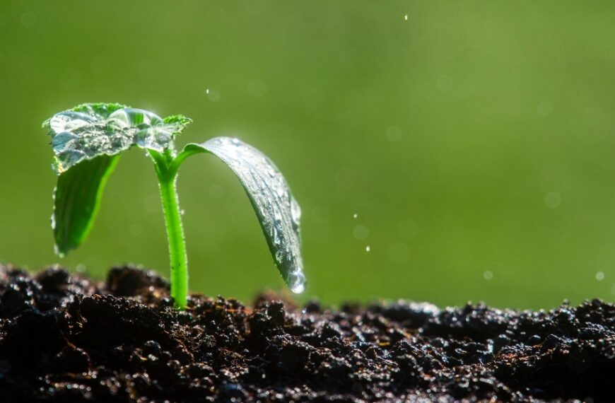 What to plant after the rain in June? We tell you all about it!