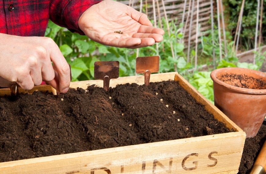 Que planter et semer en juin au jardin : le guide complet pour un été florissant