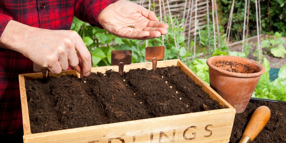 Que planter et semer en juin au jardin : le guide complet pour un été florissant