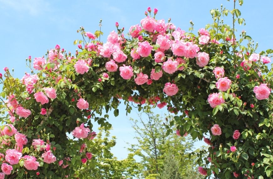 Which varieties of climbing roses should you choose to enhance your garden arch? Discover the top 5 for stunning floral decoration
