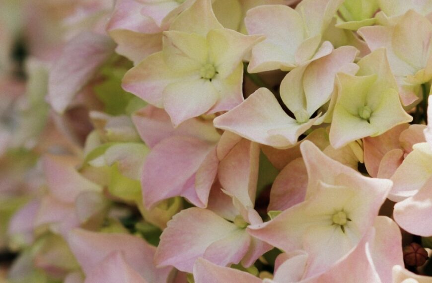 Why are my hydrangeas losing their color? Tips for preserving their radiance in your garden