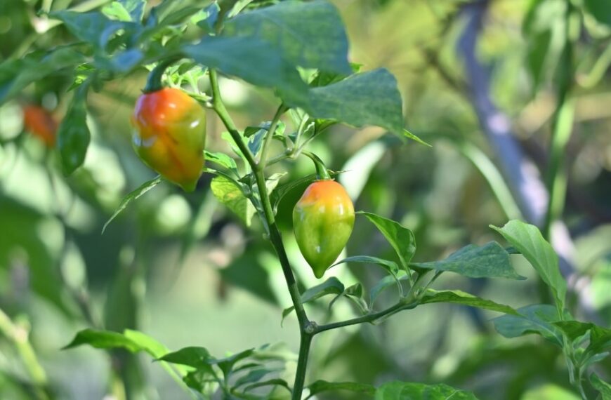 Why your pepper tree’s leaves fall off: 4 common reasons and how to remedy them