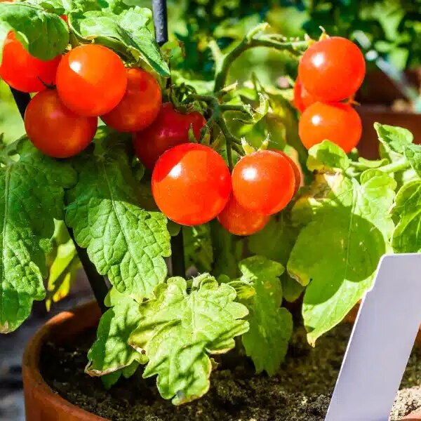 5 conseils efficaces pour protéger les tomates du soleil !