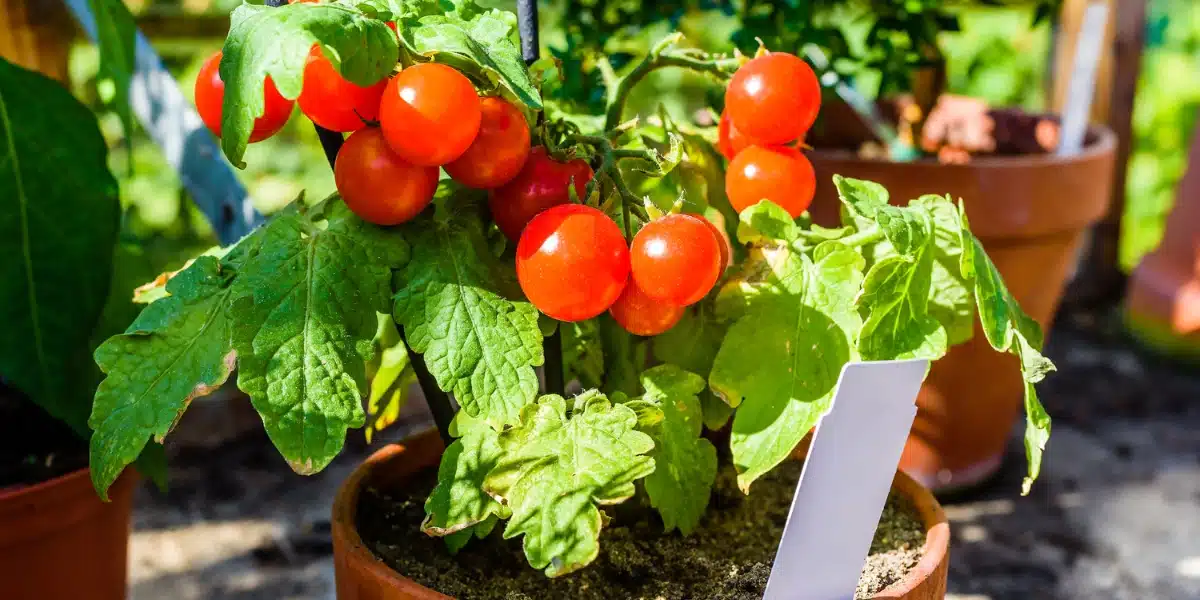 5 conseils efficaces pour protéger les tomates du soleil !