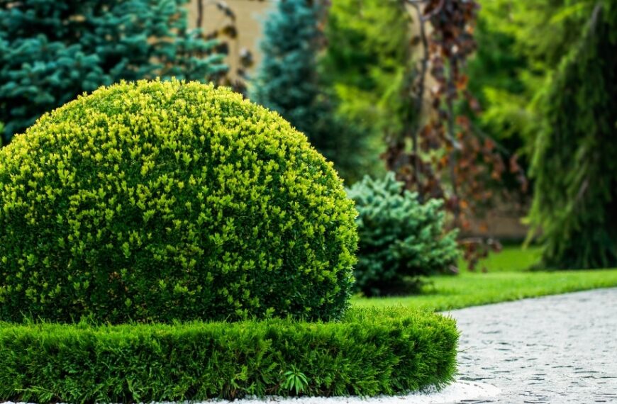 Accélérez la croissance de votre buis : 5 astuces d'entretien à essayer dans votre jardin