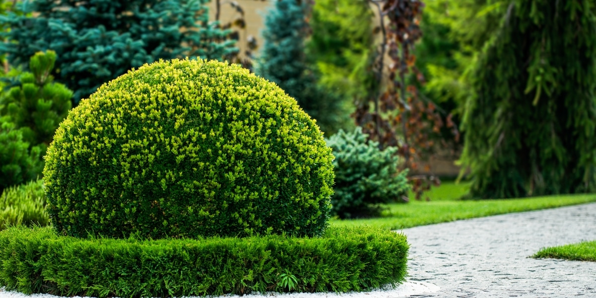 Accélérez la croissance de votre buis : 5 astuces d'entretien à essayer dans votre jardin