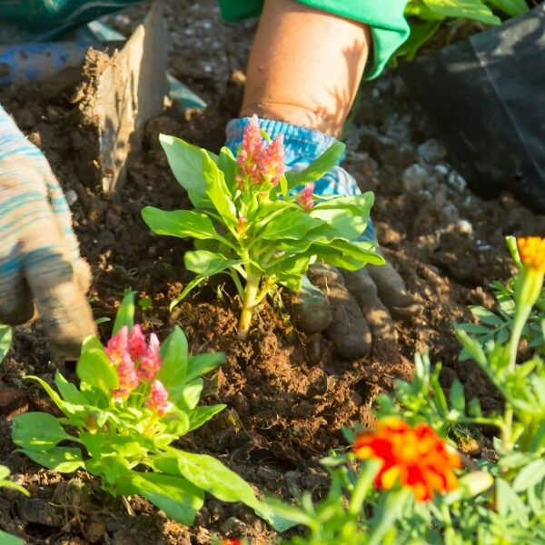 Découvrez les 8 fleurs d'été résistantes à la sécheresse pour un jardin épanoui sans souci !