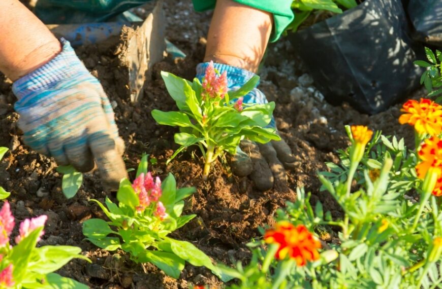 Découvrez les 8 fleurs d'été résistantes à la sécheresse pour un jardin épanoui sans souci !