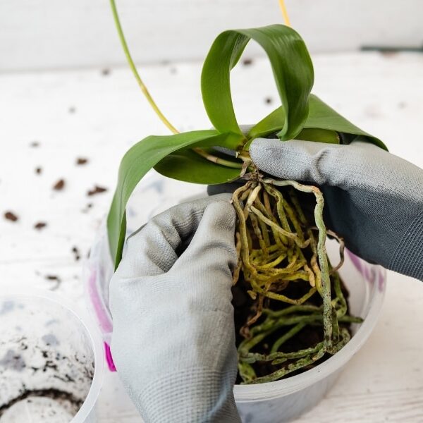 Découvrez la technique infaillible pour reproduire des orchidées à partir de branches sèches et embellissez votre jardin !