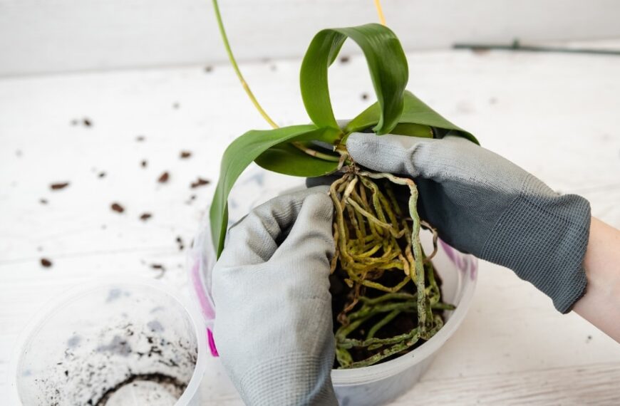 Découvrez la technique infaillible pour reproduire des orchidées à partir de branches sèches et embellissez votre jardin !