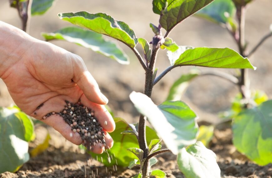 Enhance the taste of your vegetables with these 9 homemade fertilizer recipes: must-have tips for a bountiful, flavorful garden