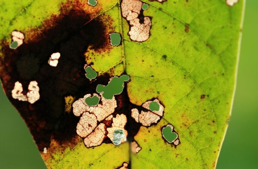 Luttez contre le noircissement des pointes de vos feuilles : découvrez les causes et nos astuces jardin pour y remédier