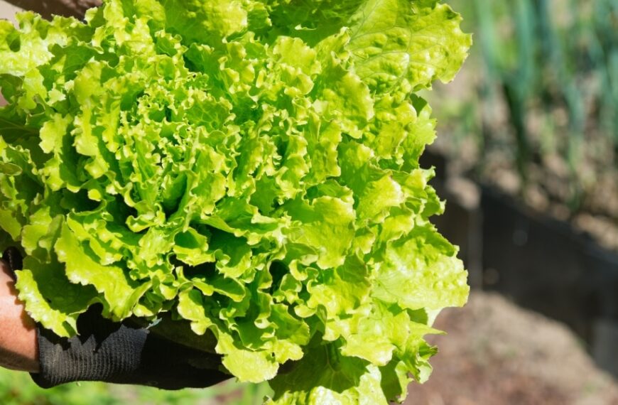 Astuces de jardinier pour empêcher vos salades de monter en graines : découvrez le pourquoi du comment