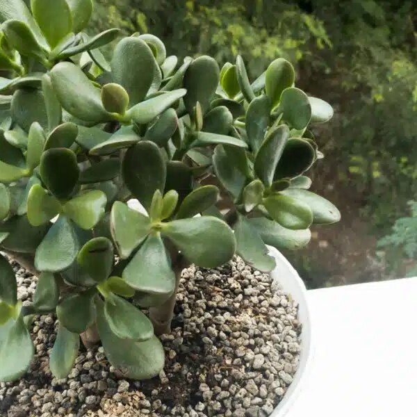 Conseils de jardinage : comment protéger votre arbre de jade des températures estivales élevées