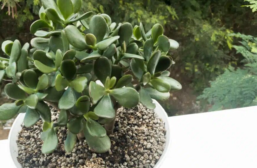 Conseils de jardinage : comment protéger votre arbre de jade des températures estivales élevées