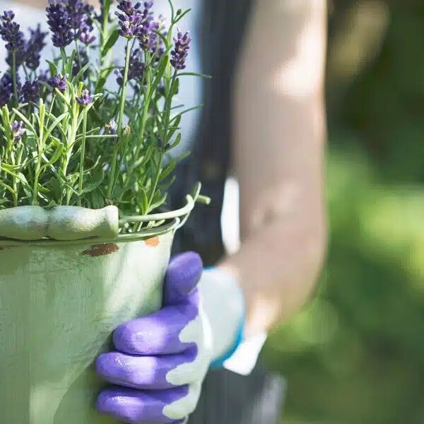 Cultivez la lavande comme un pro : astuces d'arrosage et pièges à éviter selon nos experts jardiniers