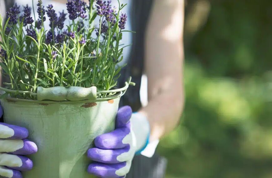 Cultivez la lavande comme un pro : astuces d'arrosage et pièges à éviter selon nos experts jardiniers