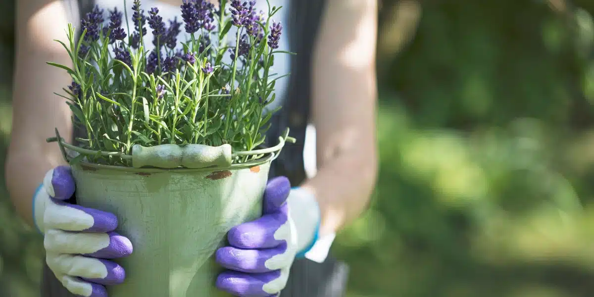 Cultivez la lavande comme un pro : astuces d'arrosage et pièges à éviter selon nos experts jardiniers