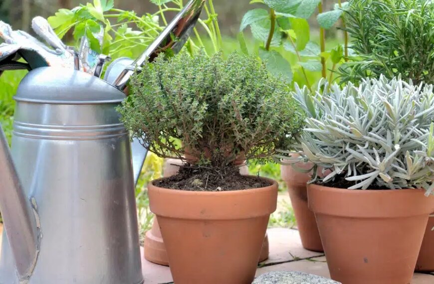 Growing herbs successfully: the right gestures in the garden and at home