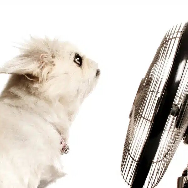 Comment rafraîchir votre chien pendant la canicule avec des astuces simples à réaliser à la maison ?