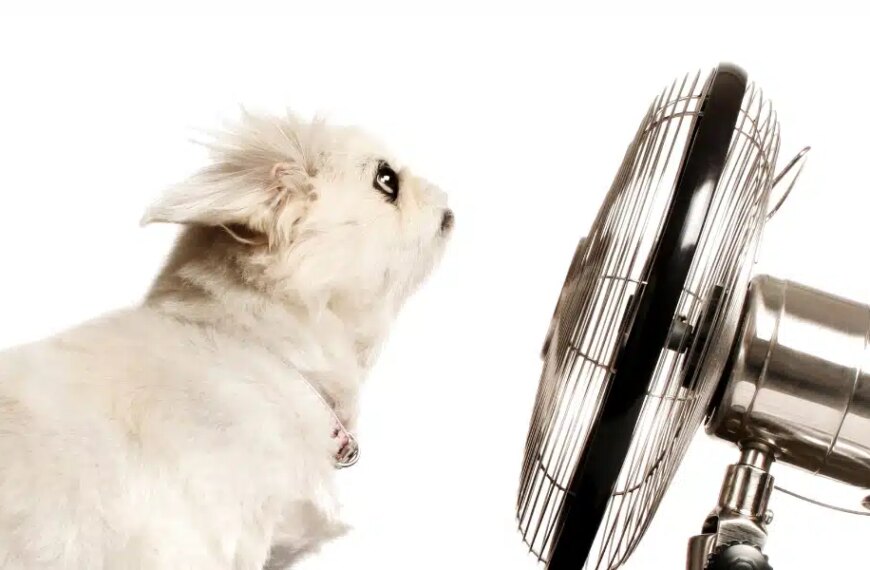 Comment rafraîchir votre chien pendant la canicule avec des astuces simples à réaliser à la maison ?