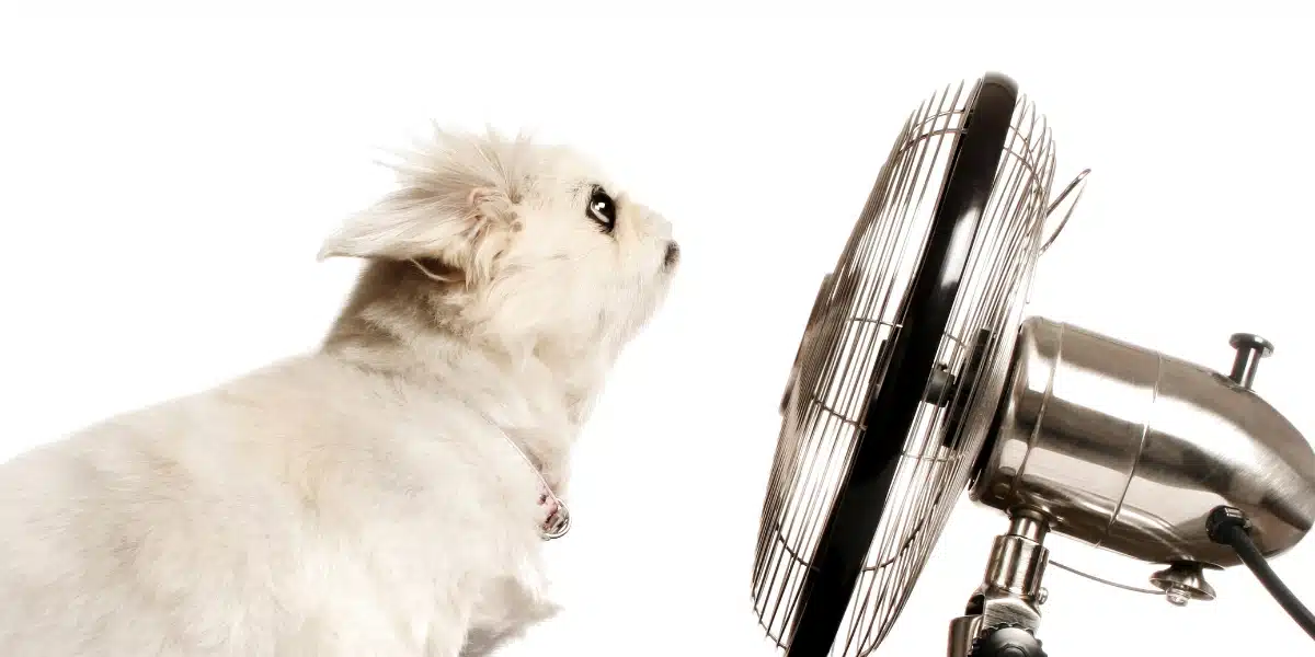 Comment rafraîchir votre chien pendant la canicule avec des astuces simples à réaliser à la maison ?