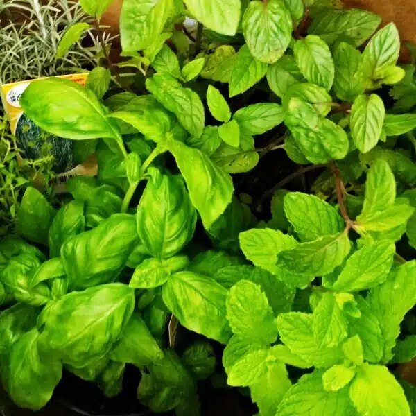 Comment prendre soin des plantes et herbes aromatiques achetées au supermarché ?