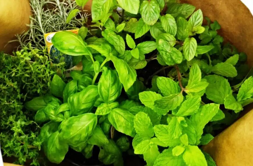 Comment prendre soin des plantes et herbes aromatiques achetées au supermarché ?