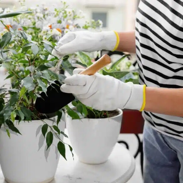Comment soigner un ficus benjamina qui perd ses feuilles ?