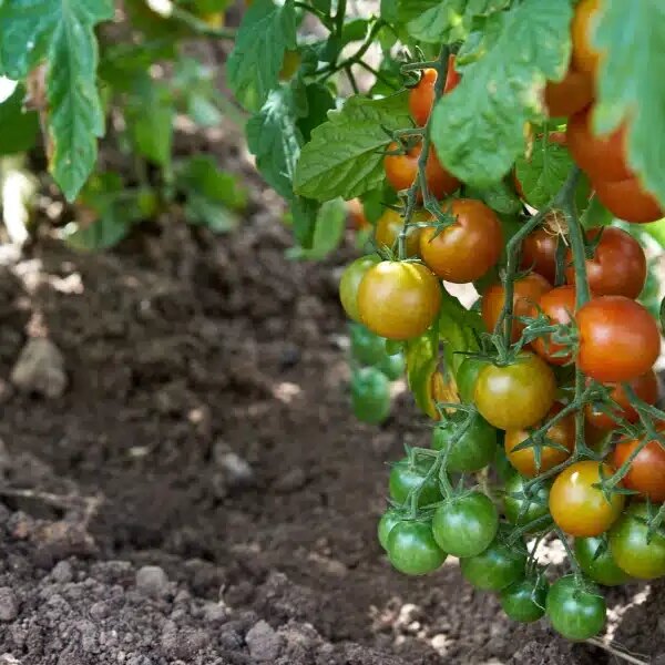 Comment traiter efficacement le jaunissement des feuilles de tomates dans votre jardin : astuces et méthodes éprouvées