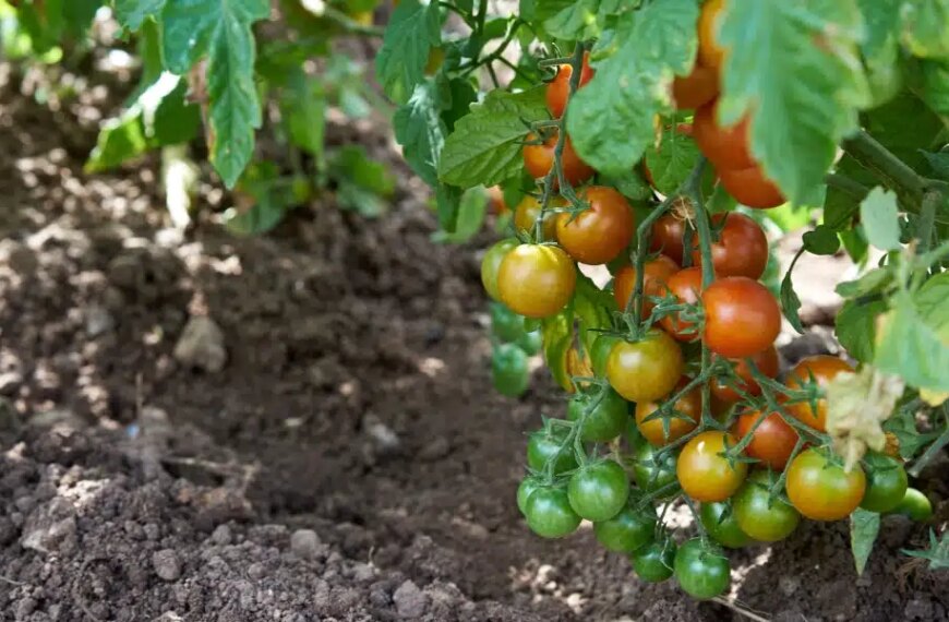 Comment traiter efficacement le jaunissement des feuilles de tomates dans votre jardin : astuces et méthodes éprouvées