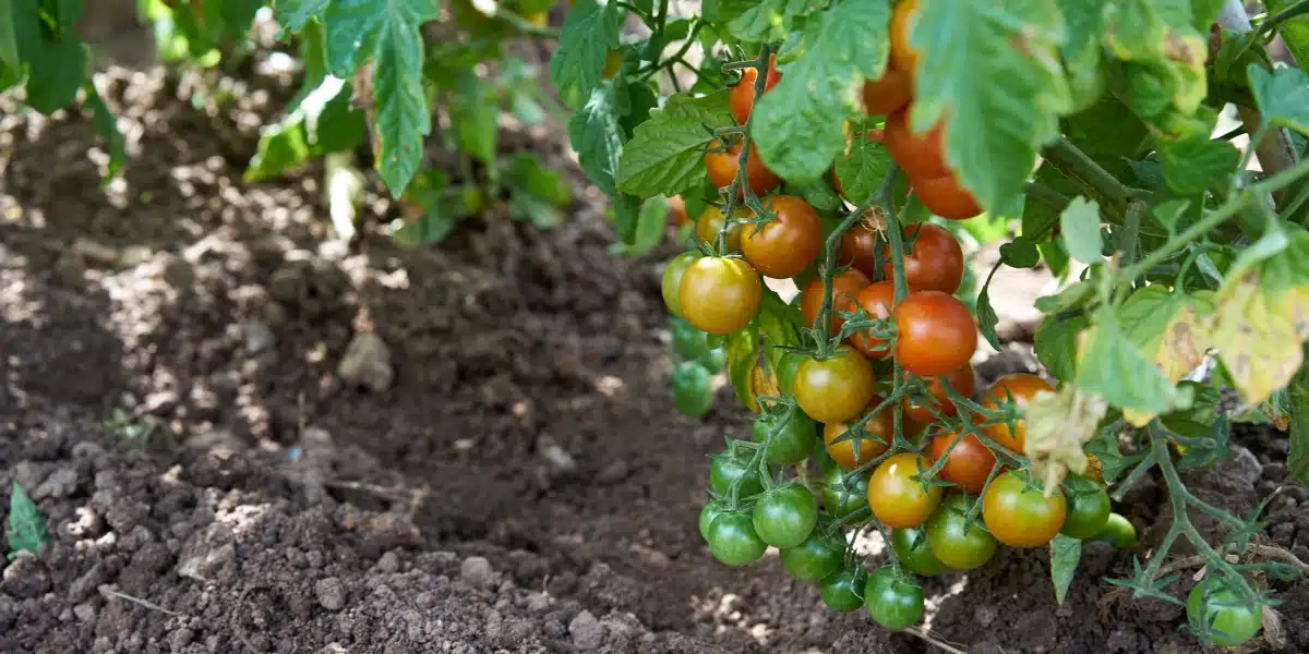 Comment traiter efficacement le jaunissement des feuilles de tomates dans votre jardin : astuces et méthodes éprouvées