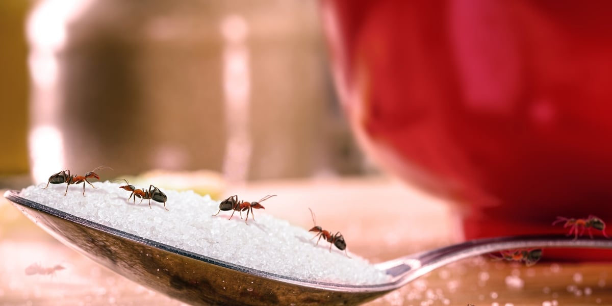 Comment se débarrasser des fourmis à l’intérieur et à l’extérieur de la maison ?