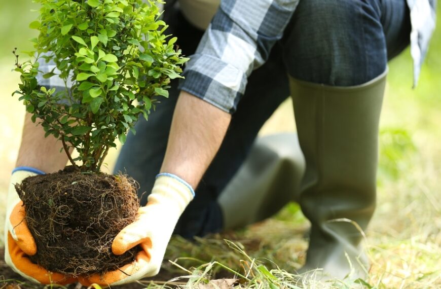 Améliorez votre jardin en été : les 6 meilleurs arbres pour un sol sec et pauvre