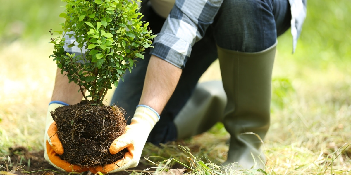 Améliorez votre jardin en été : les 6 meilleurs arbres pour un sol sec et pauvre
