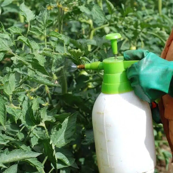 Engrais naturel pour tomates : les recettes transmises de génération en génération