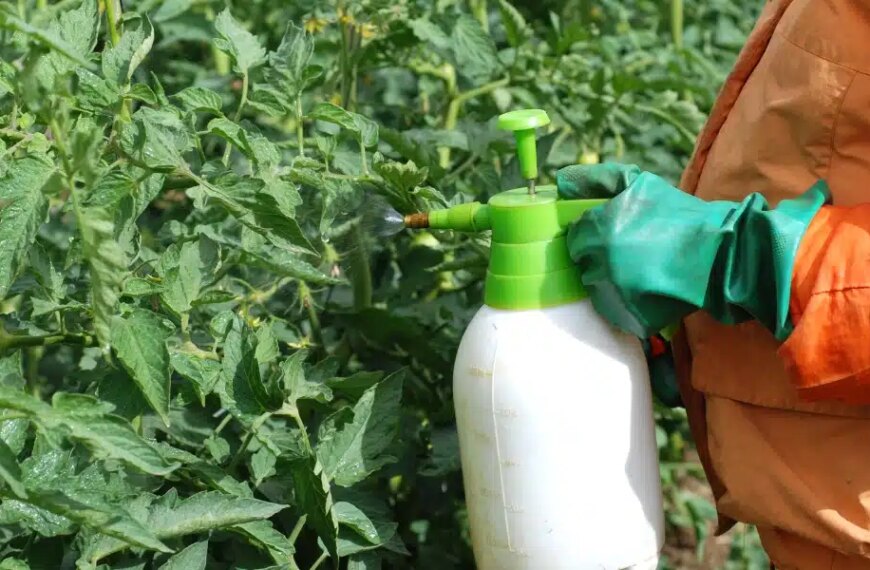 Engrais naturel pour tomates : les recettes transmises de génération en génération