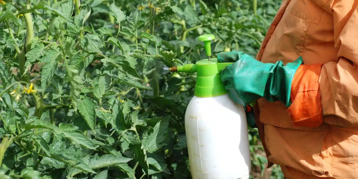 Engrais naturel pour tomates : les recettes transmises de génération en génération