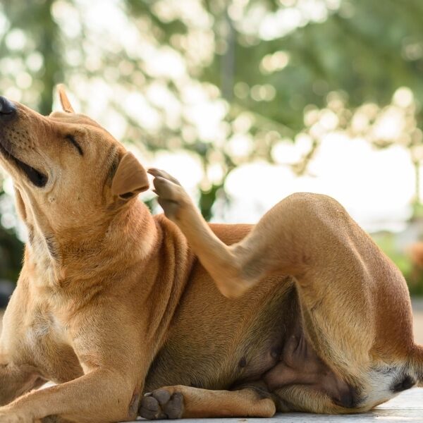 Protégez votre chien des épillets : conseils pour un été sans souci