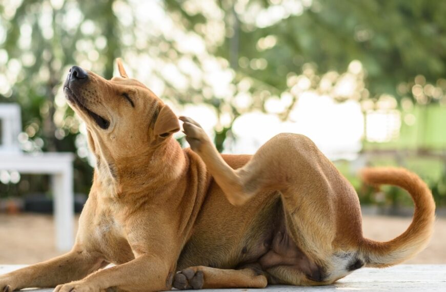 Protégez votre chien des épillets : conseils pour un été sans souci