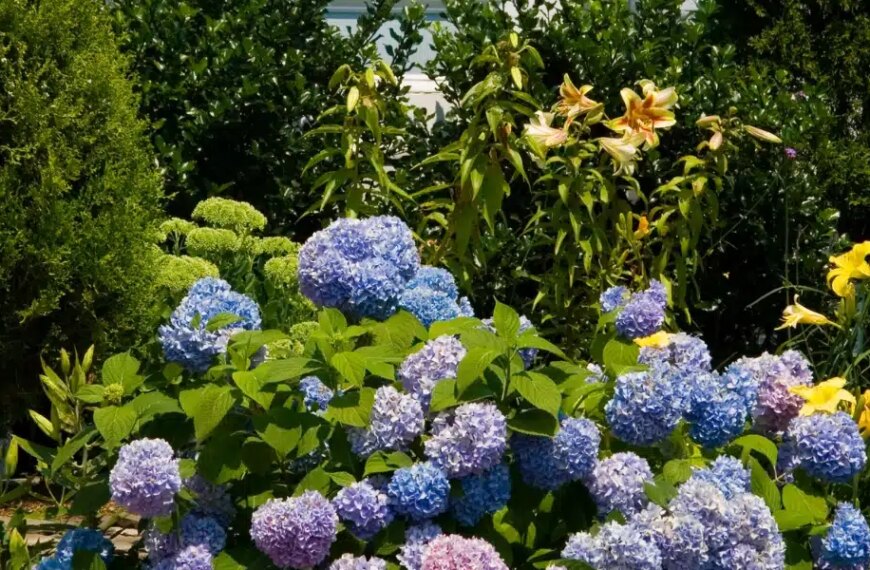 The foolproof trick to save hydrangeas from the heat: discover the method that works