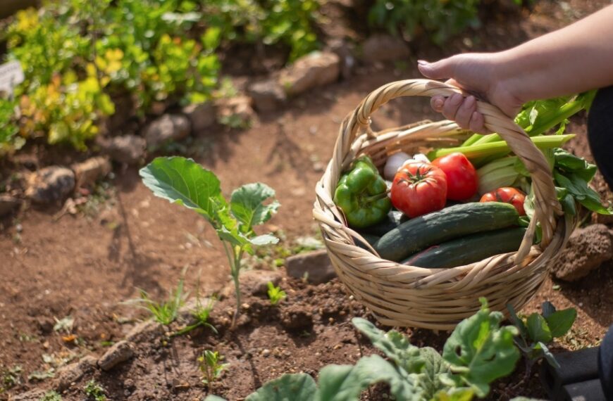 Astuces pour un jardin épanoui en juillet : entretien, semis, plantation et conseils pratiques