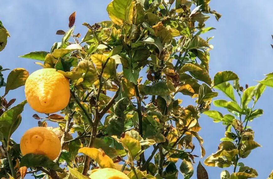Des feuilles jaunes sur votre citronnier ? Découvrez nos astuces pour redonner vigueur à votre jardin