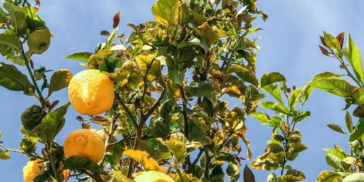 Des feuilles jaunes sur votre citronnier ? Découvrez nos astuces pour redonner vigueur à votre jardin