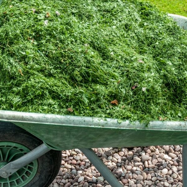 Discover how grass cuttings can revolutionize your vegetable garden!