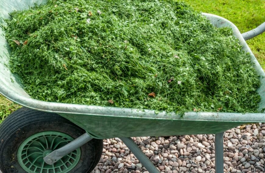 Discover how grass cuttings can revolutionize your vegetable garden!
